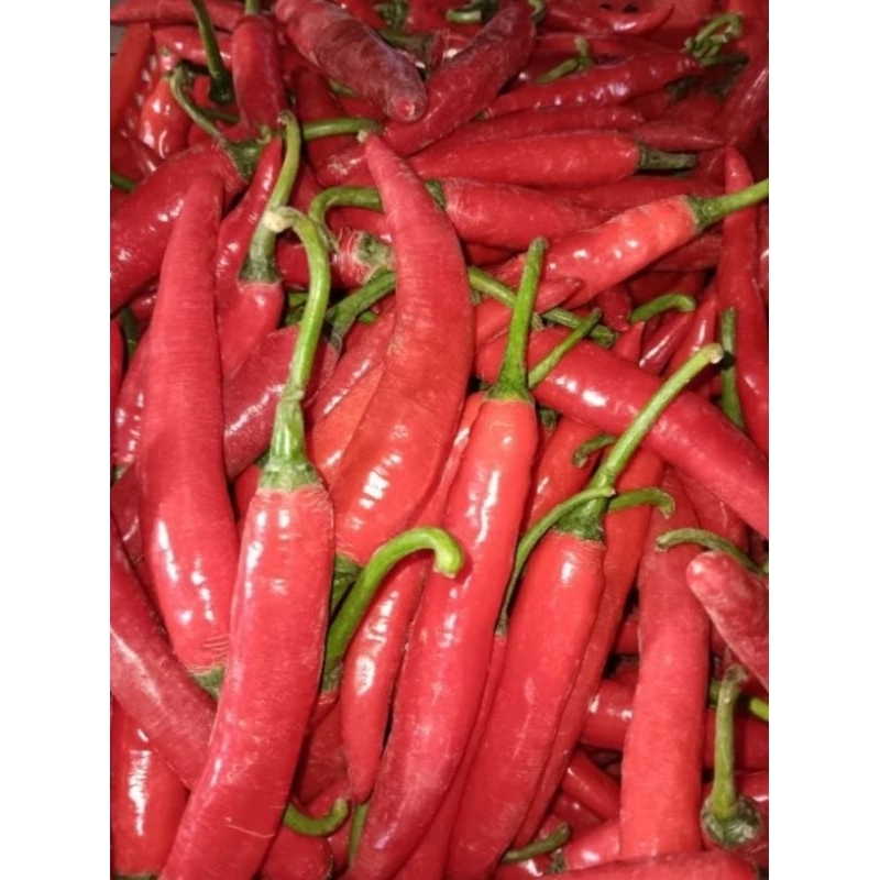 

cabe merah besar/tewe merah 250gr