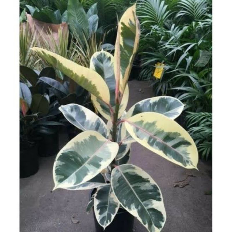 Tanaman hias karet kebo varigata - pohon karet kebo varigata