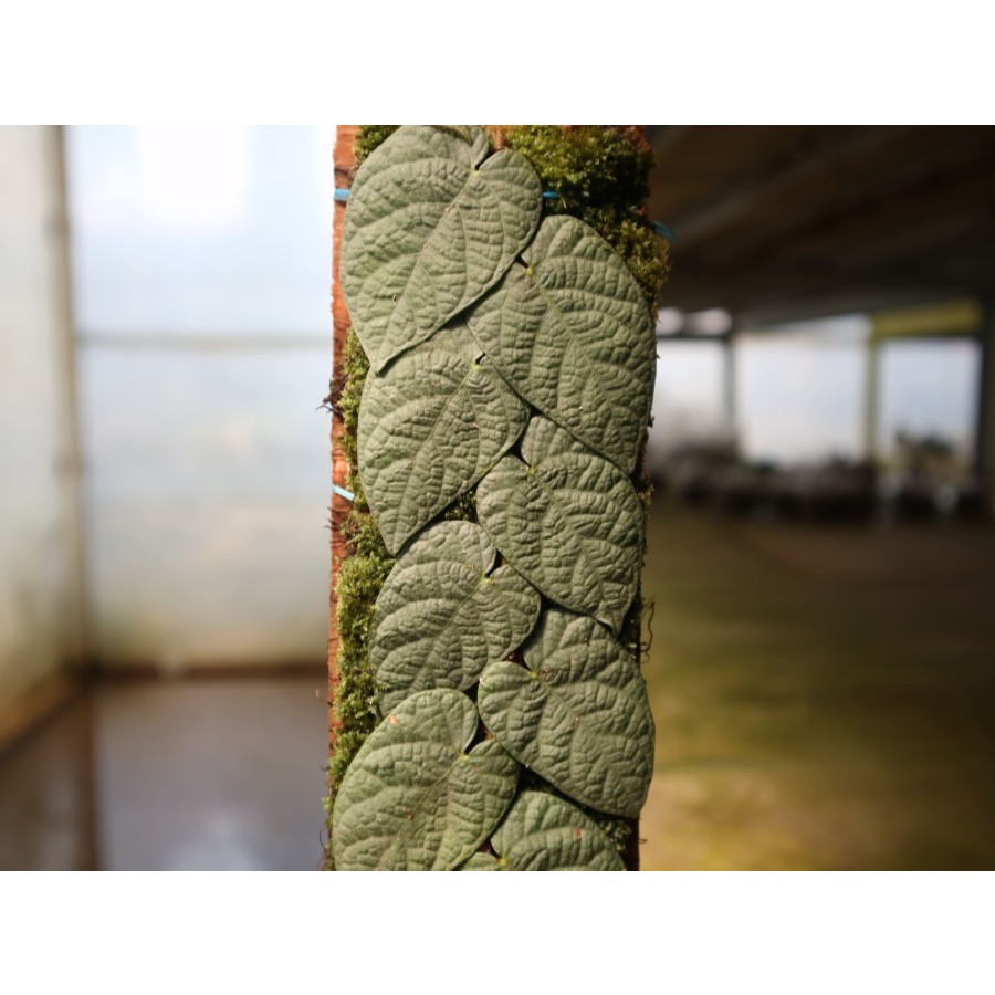 Tanaman Endemik Ficus Villosa Silver - Tanaman Endemik Indonesia