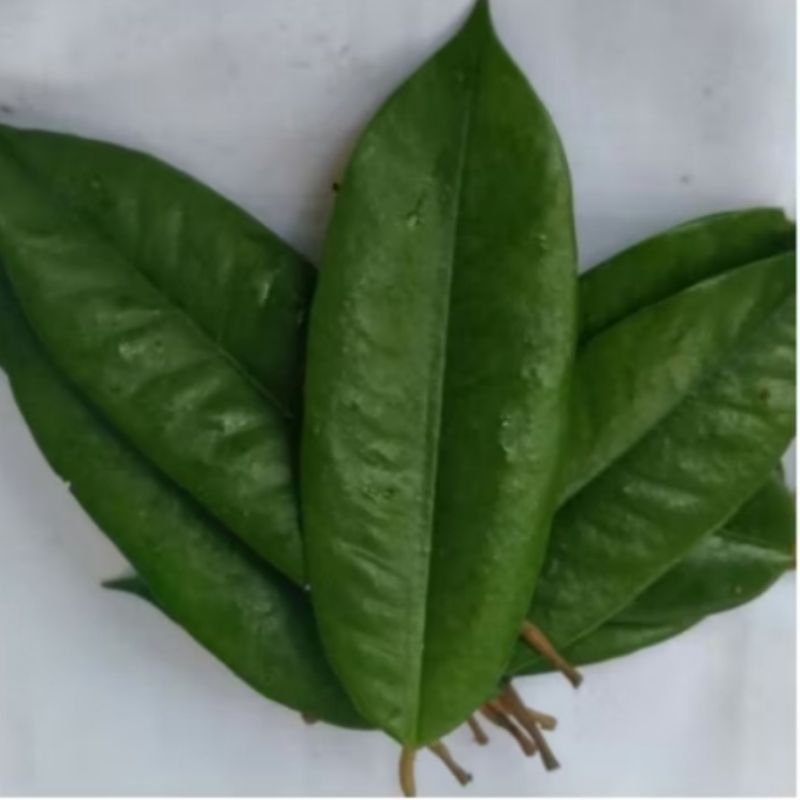 

50 lembar Daun Durian Segar