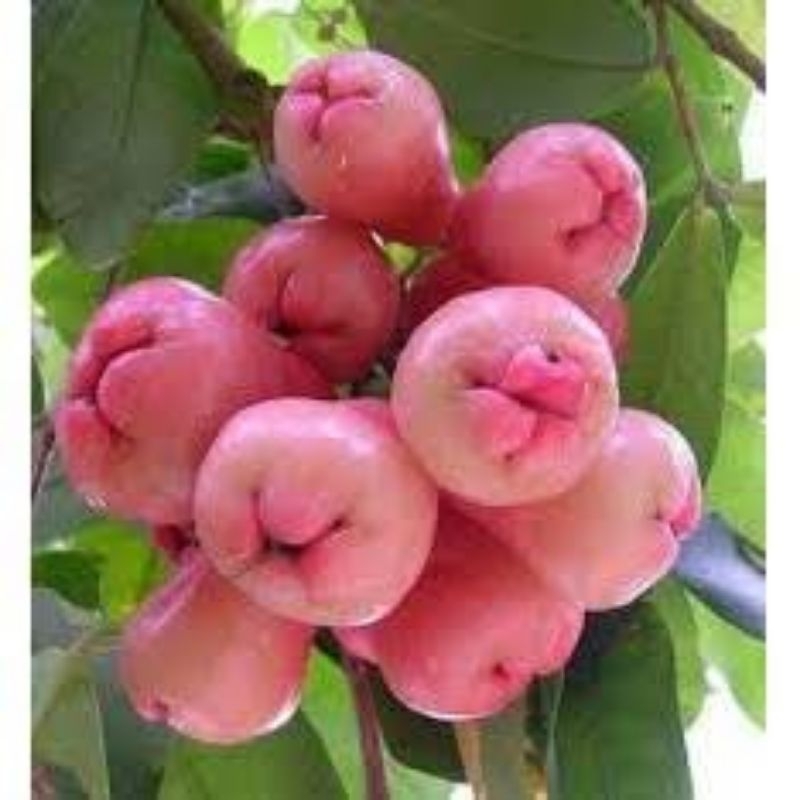

Jambu air mutiara pink