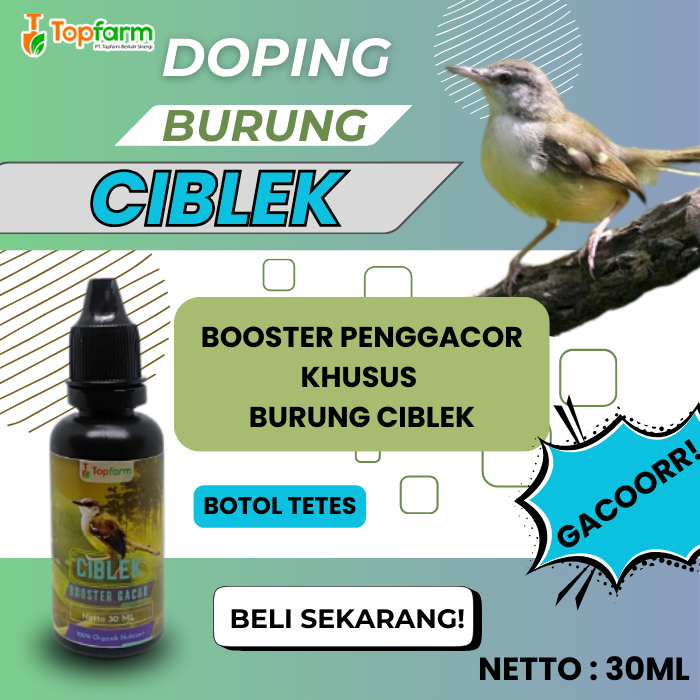 Vitamin Dan Doping Burung Ciblek/ Vitamin Penggacor Burung Ciblek/ Vitamin Booster Burung Ciblek / V