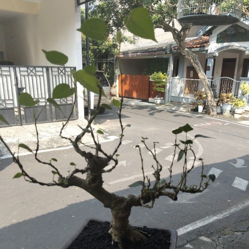 bonsai waru