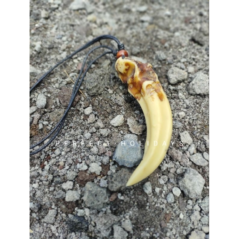 kalung taring vintage ngurak besar