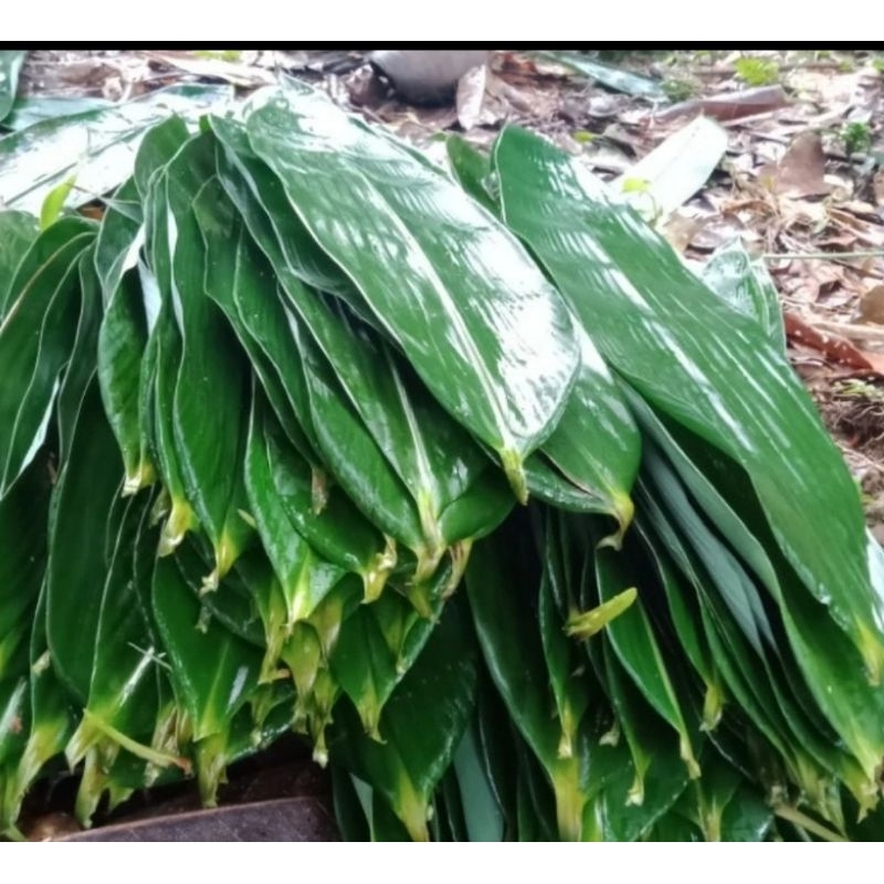 

Daun bambu segar hrga per l0 lembar