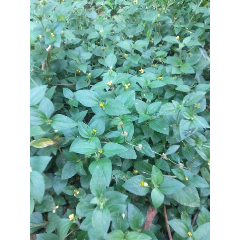 

HERBAL DAUN LEGETAN 500 gram fress