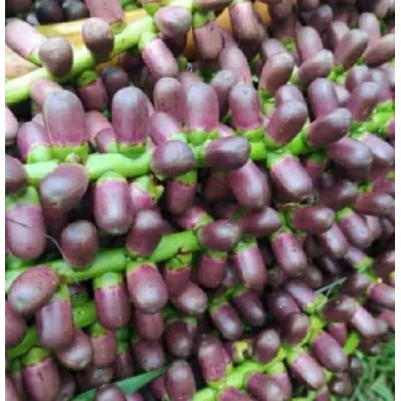 

Bunga Aren Atau Buah Langari 1Kg petik langsung