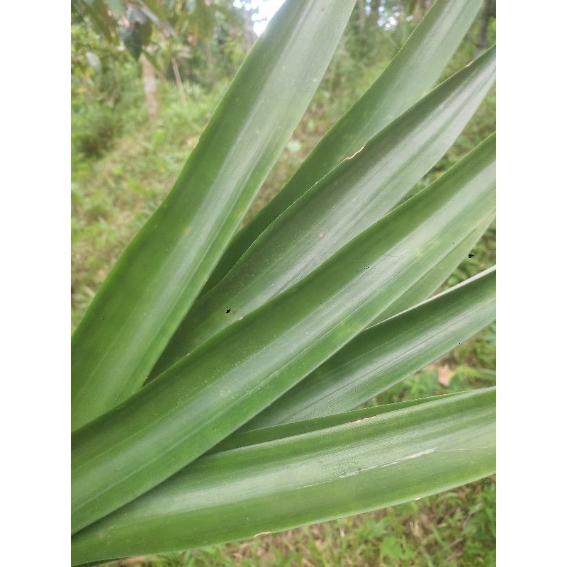 

Daun nanas madu segar presh herbal 500gram