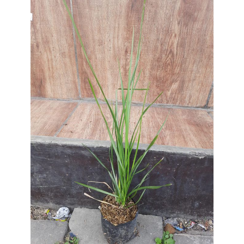 Bibit tanaman akar wangi