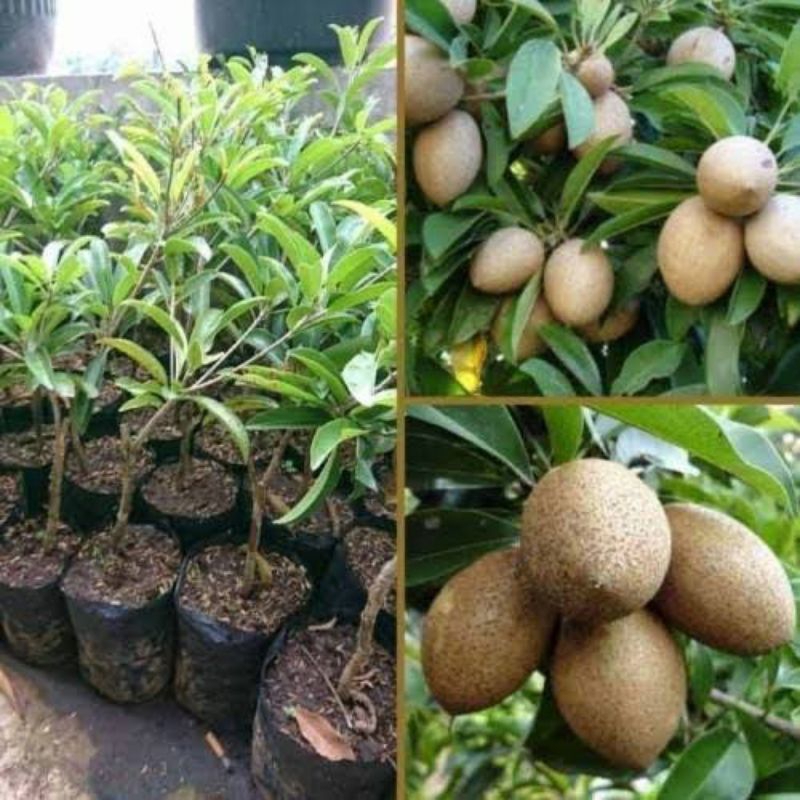 Bibit sawo buah sawo pohon sawo hasil cangkok