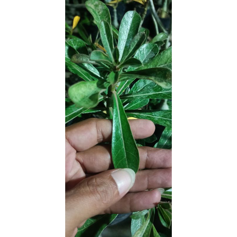 

daun Kamboja jepang