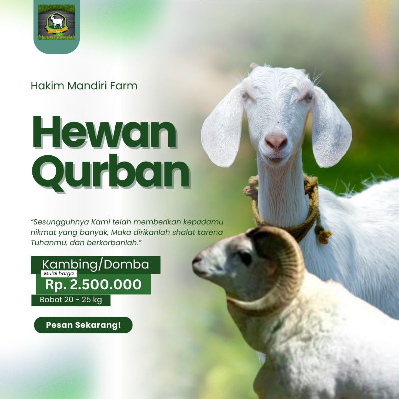Hewan Qurban Kambing Domba Qurban Kurban Hidup