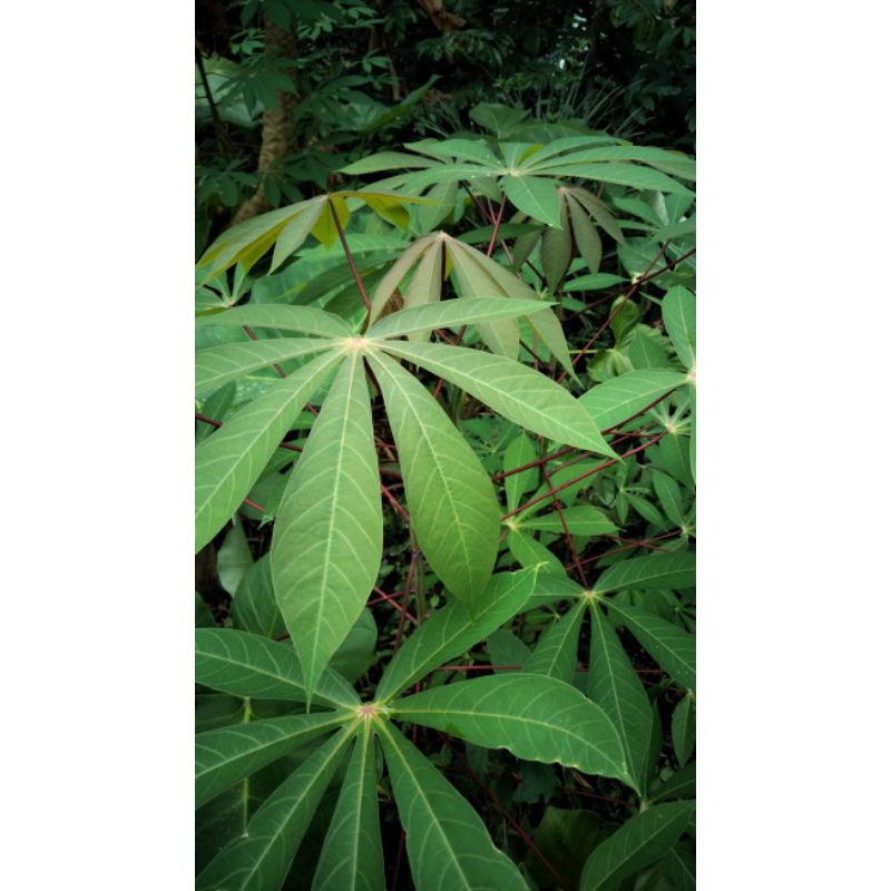 

Daun singkong muda per ikat fres baru petik siap kirim
