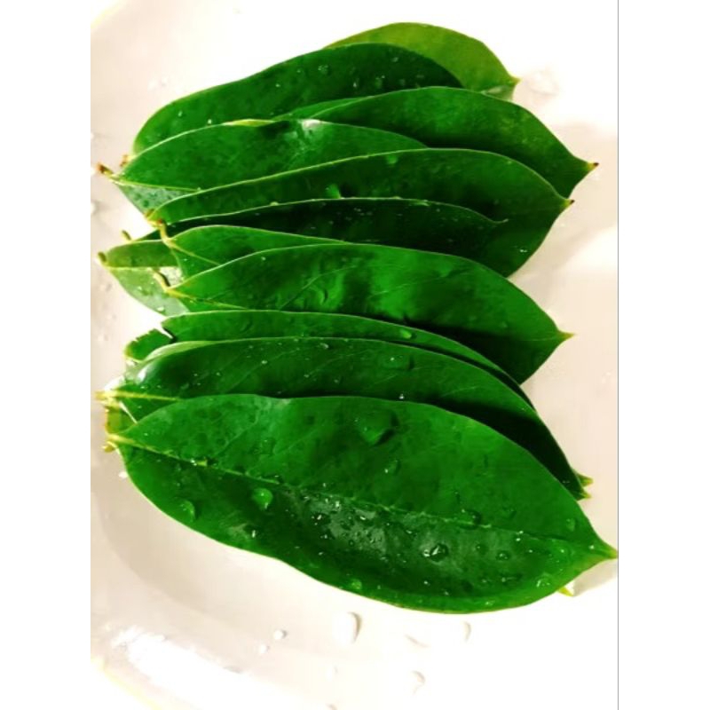 

DAUN SIRSAK TUA SEGAR ORGANIK KHUSUS UNTUK HERBAL KANKER AUTOIMUN