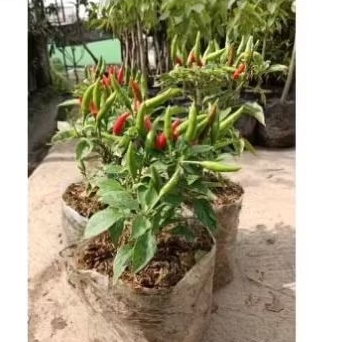 

PAKET 2 TANAMAN CABE RAWIT SUPER PEDAS CENGEK RANCUNG