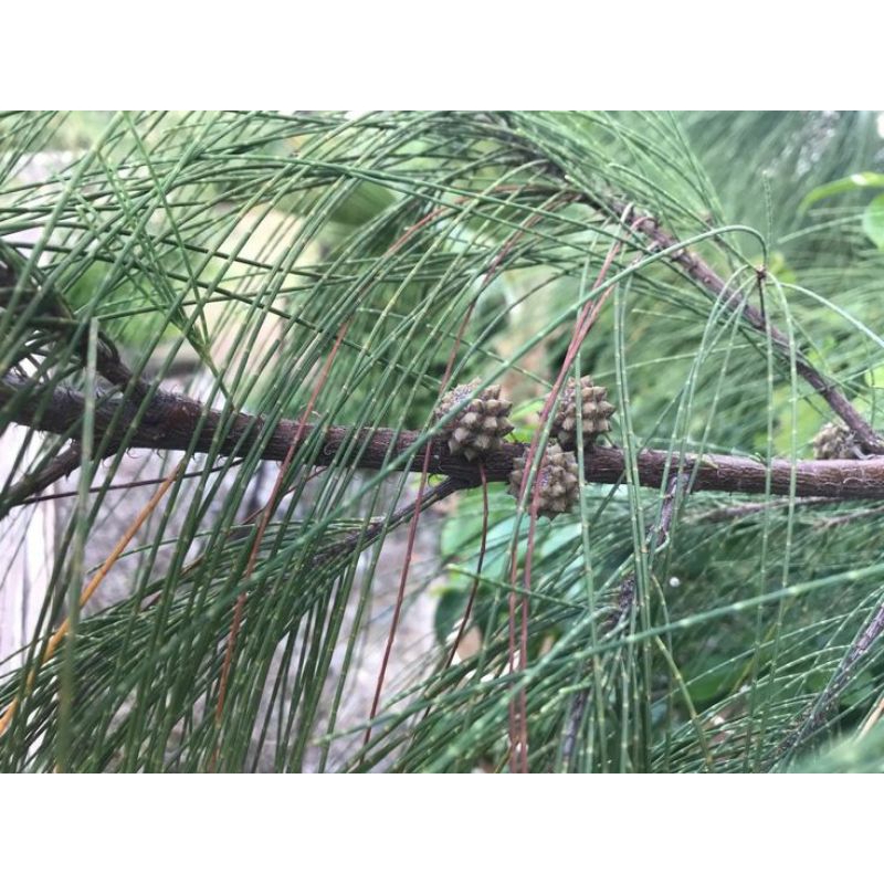 

Daun Pinus basah per 1 kg siap kirim