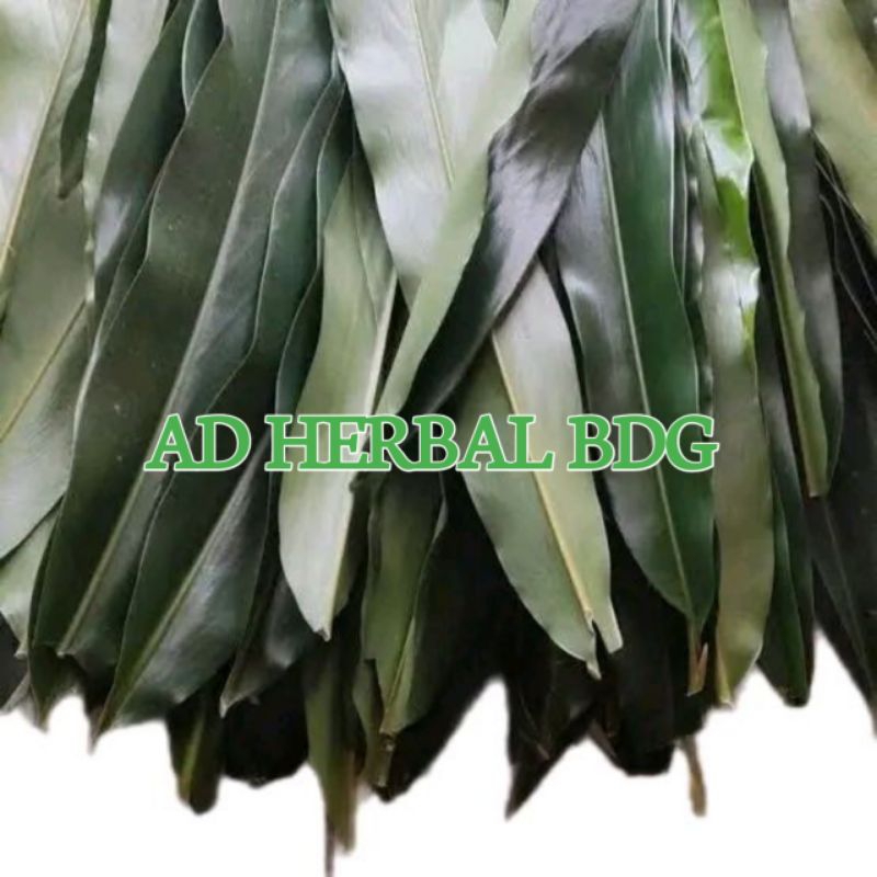 

Daun Walang Segar Bahan Bumbu Masak Isi Per 500 Gram