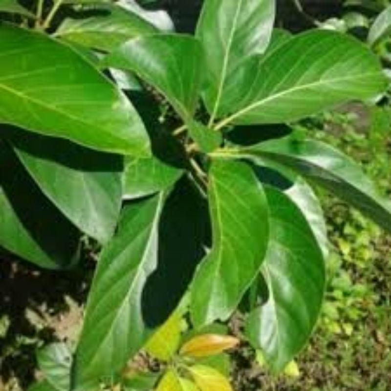 

100 lmbr daun alpukat segar freshh dadakan