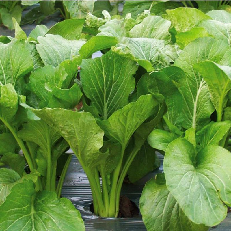 

Benih Bibit Sayuran Sawi Hijau Caisim