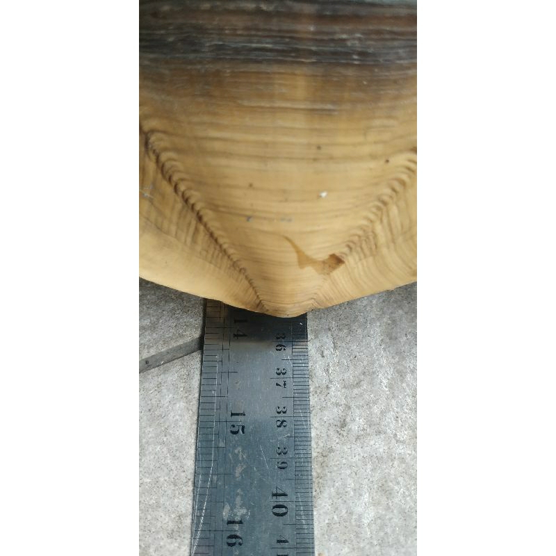 sulcata 36cm. betina. sehat, aktif (mainan/toys untuk anak/dewasa)