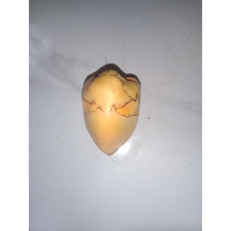 

beluluk kelapa gading kuning fresh baru petik