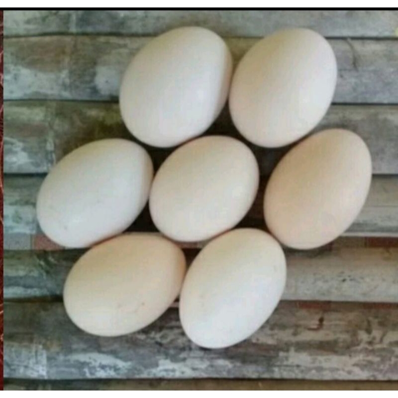 

TELUR FERTIL AYAM KAMPUNG