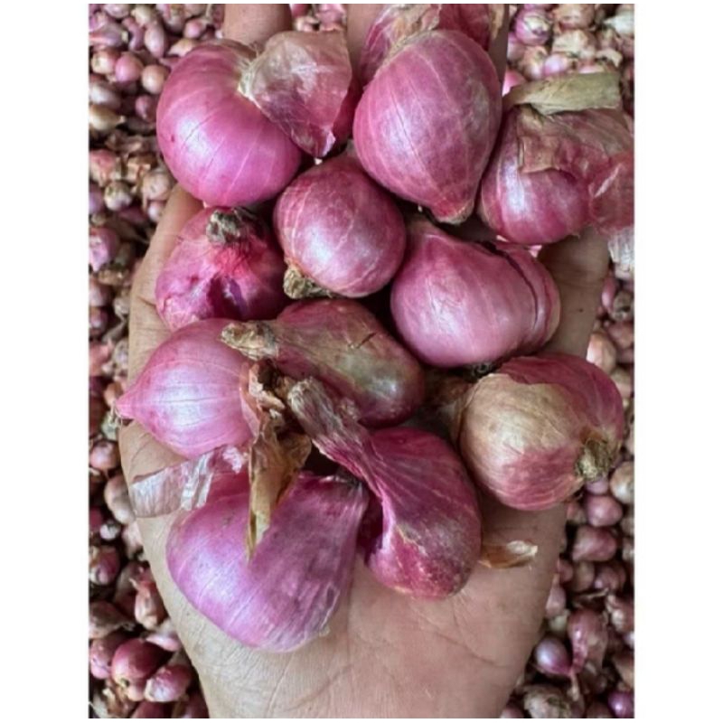 

bawang merah lokal