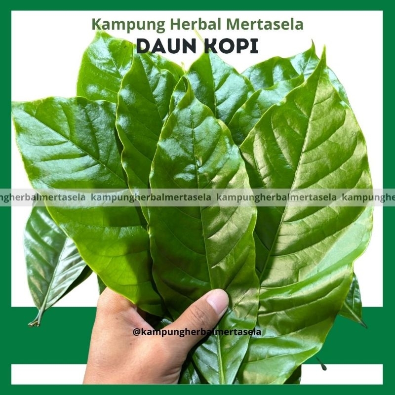 

Daun Kopi Muda Segar 100 Lembar