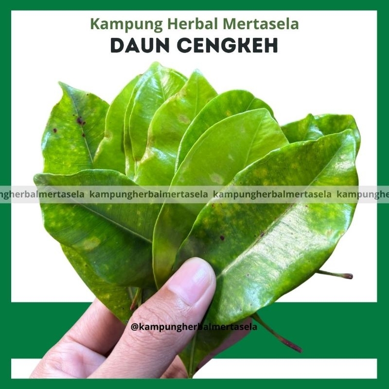 

Daun Cengkeh Muda Segar 100 Lembar