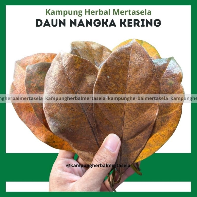 

Daun Nangka Kering 100 Lembar