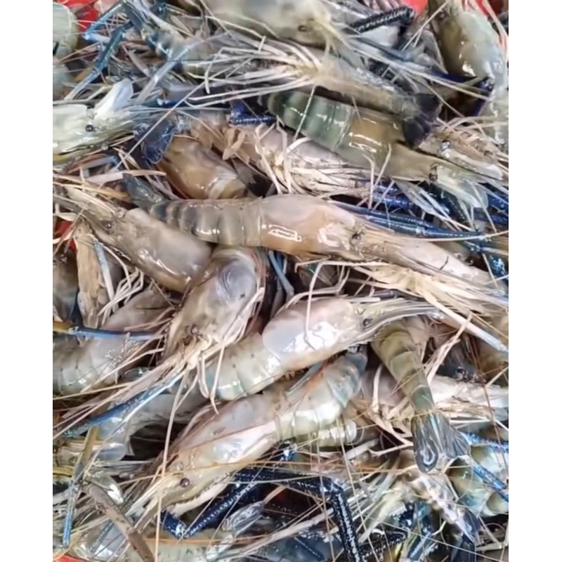 

Udang Galah Fresh Palembang