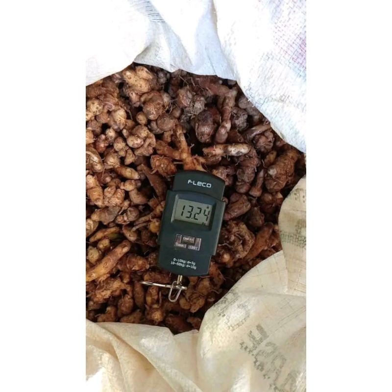 

Promo Kencur 5 5 Sale kemasan 1Kg