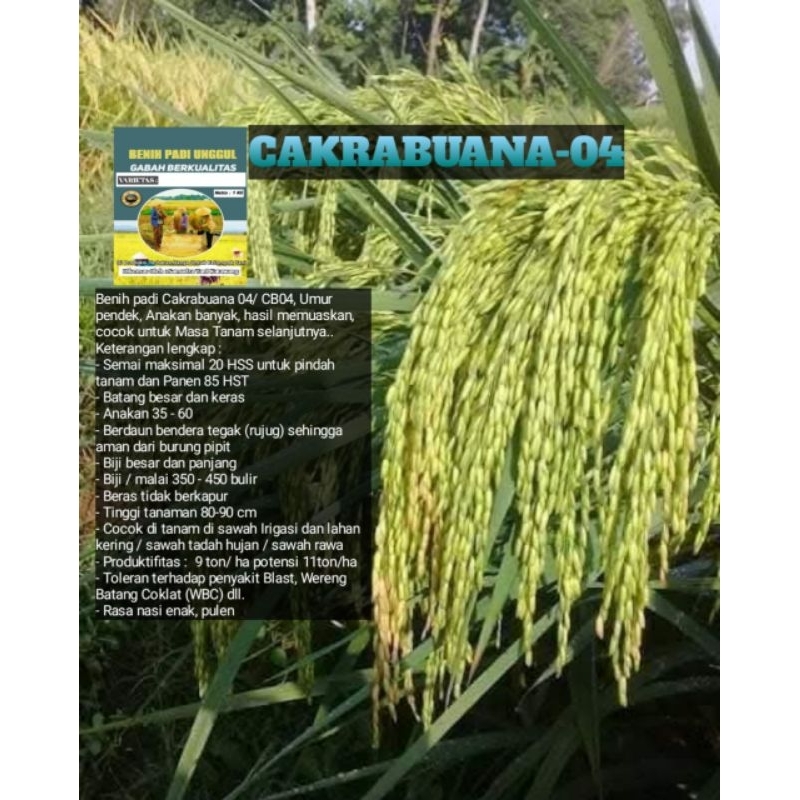 BENIH BIBIT PADI CAKRABUANA-04 / CB-04 GABAH SUPER UNGGUL BERKUALITAS KEMASAN 1KG