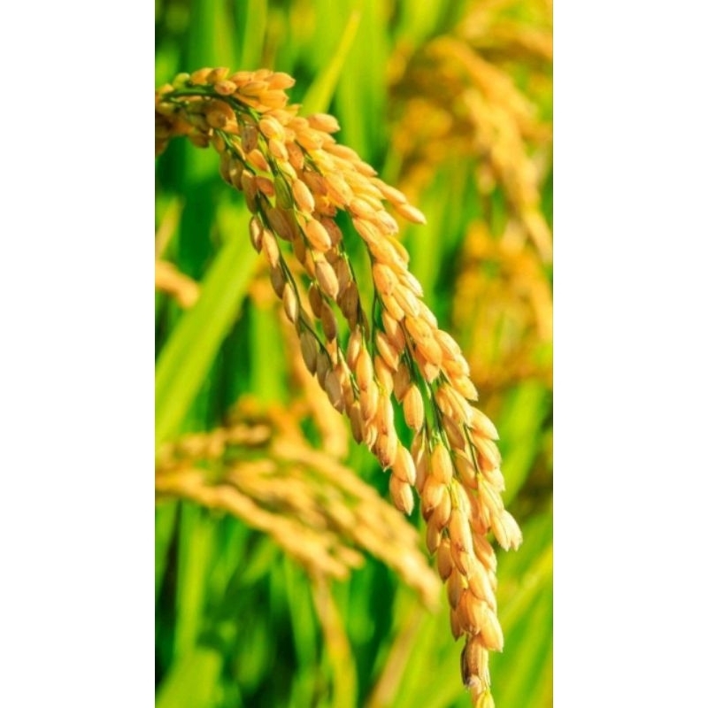 BENIH PADI 2TONGKOL KUALITAS SUPER UNGGUL KEMASAN 5KG