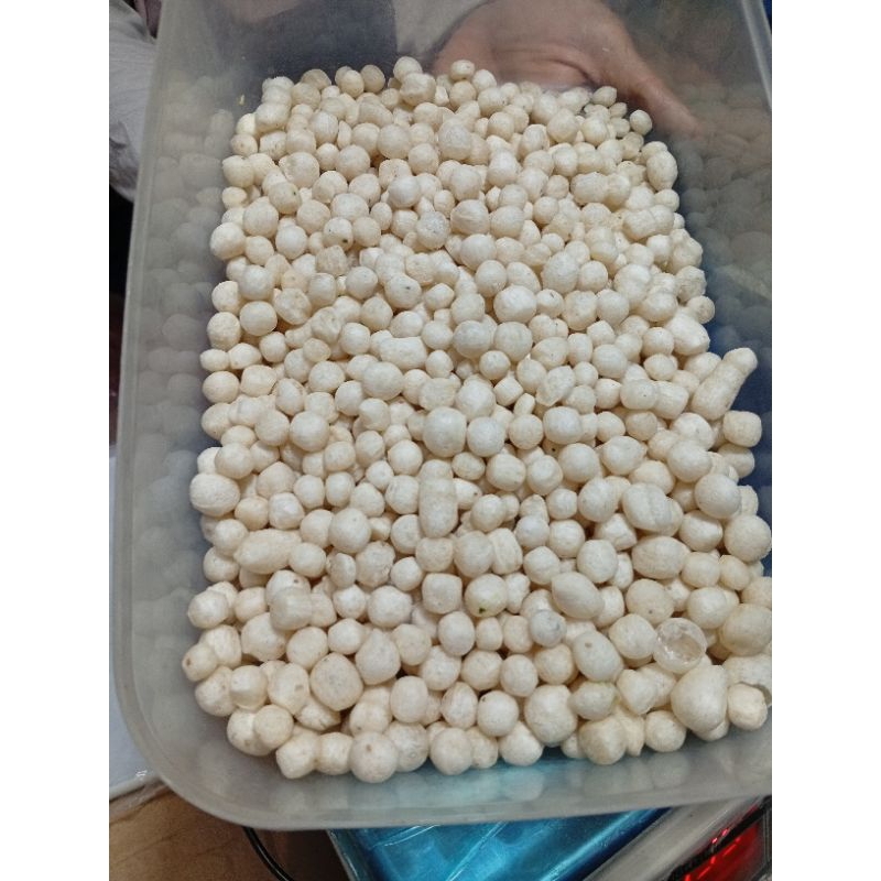 

Pilus khas Pemalang