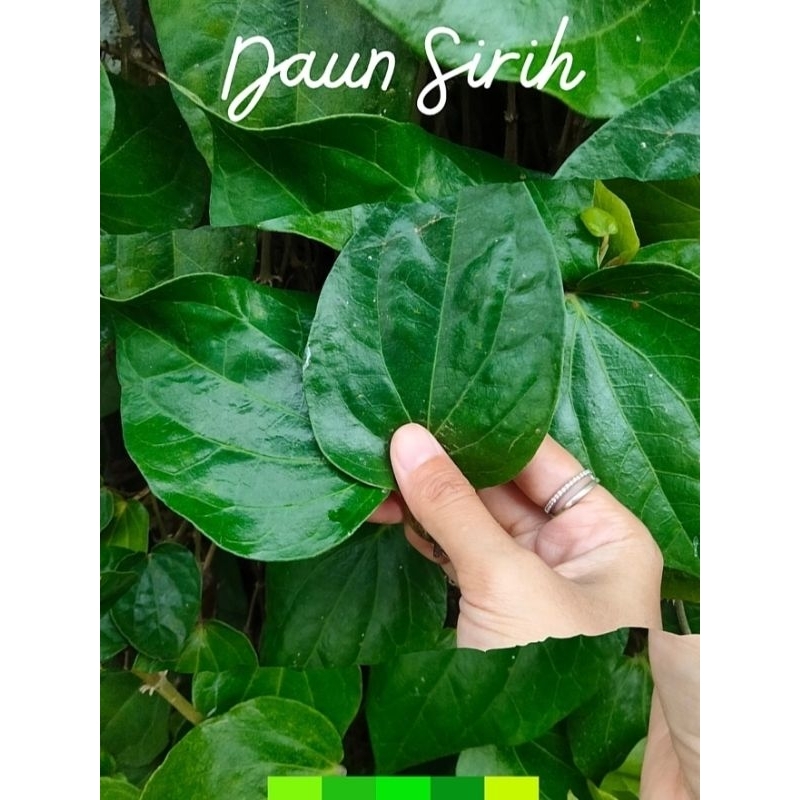 

Daun sirih segar baru petik dapat bonus