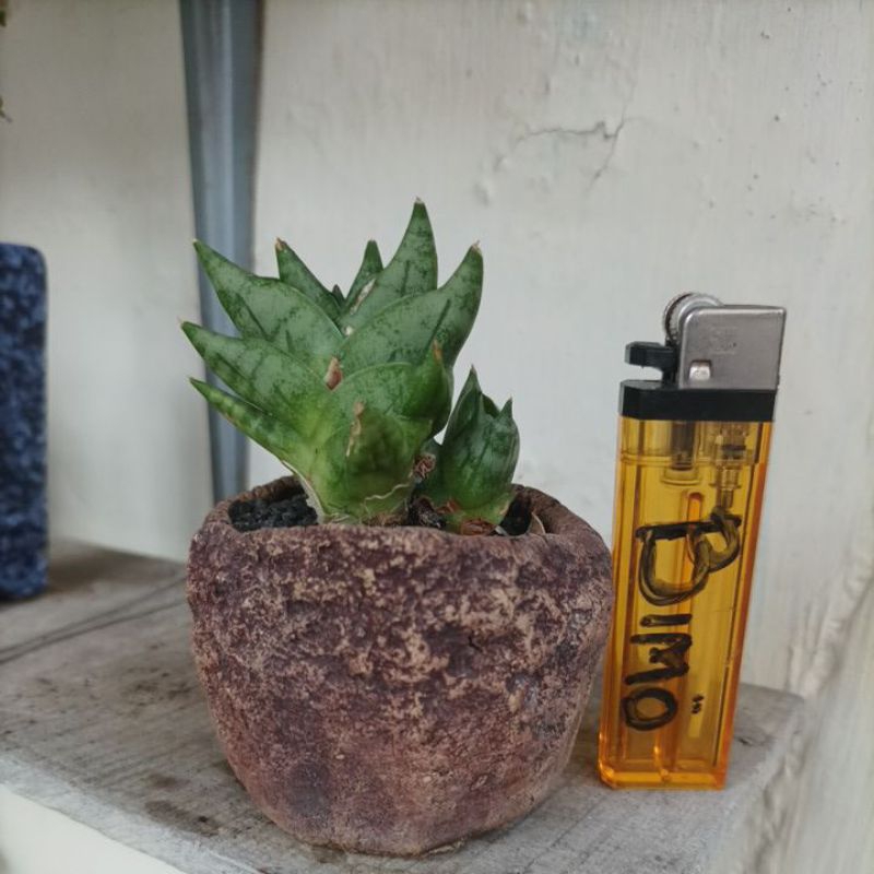 Sansi Patula boncel/new clone + pot keramik