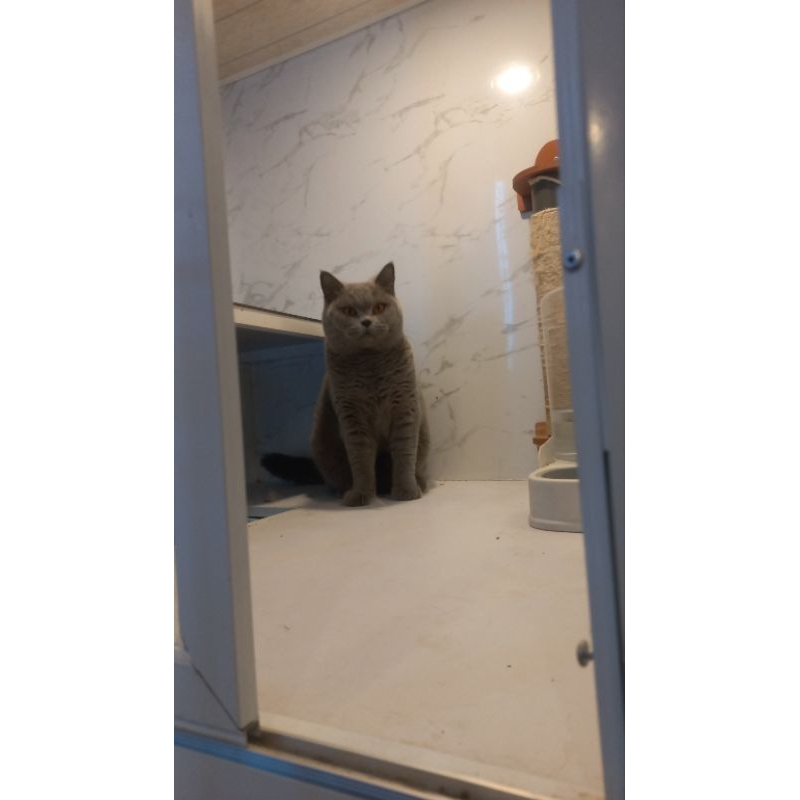 kitten British short hair