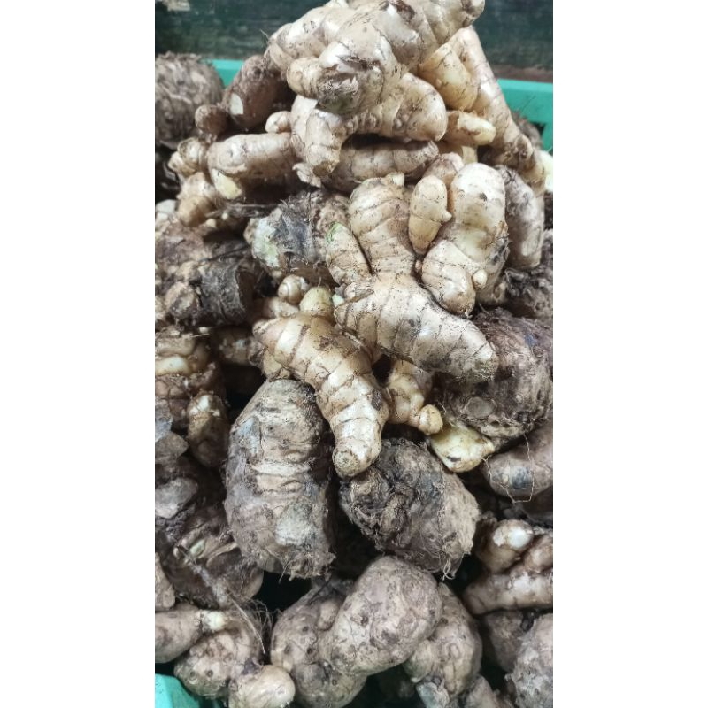 

temu putih berkulitas 500g