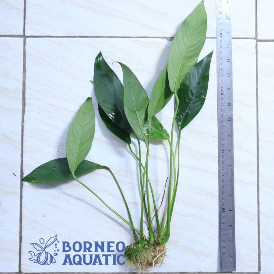 Tanaman Aquascape Anubias Congensis - Tanaman Aquascape Indonesia