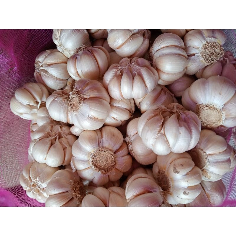 

BAWANG PUTIH HONAN