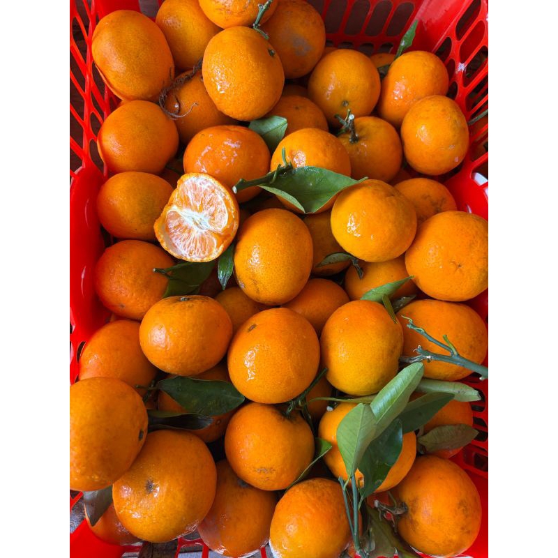 

Jeruk Wokam/Jeruk Mandarin rasa manis enak