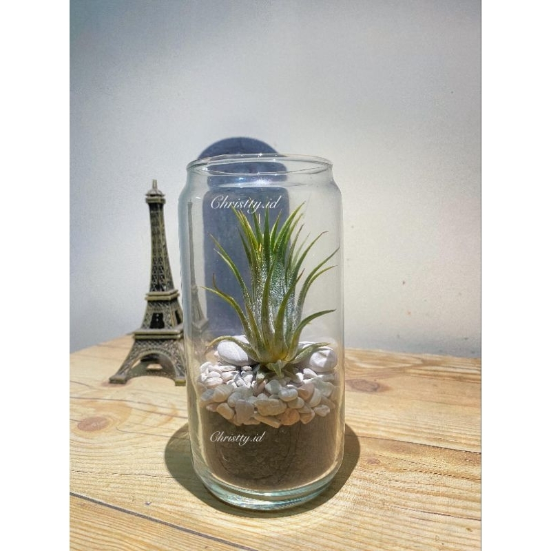 Paket Terarium Tillandsia