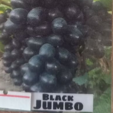 Benih pohon anggur black jumbo impor