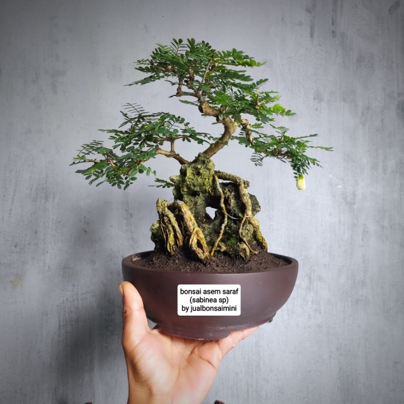 bonsai asem saraf on the rock style