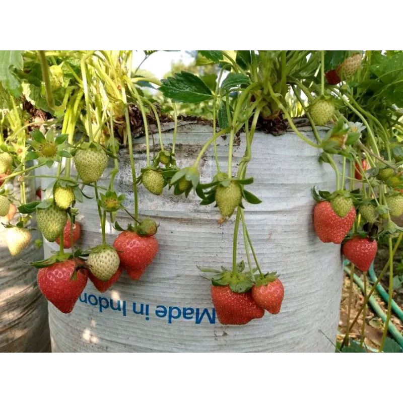 3  pcs Bibit Strawberry mencir sudah berbunga siap berbuah