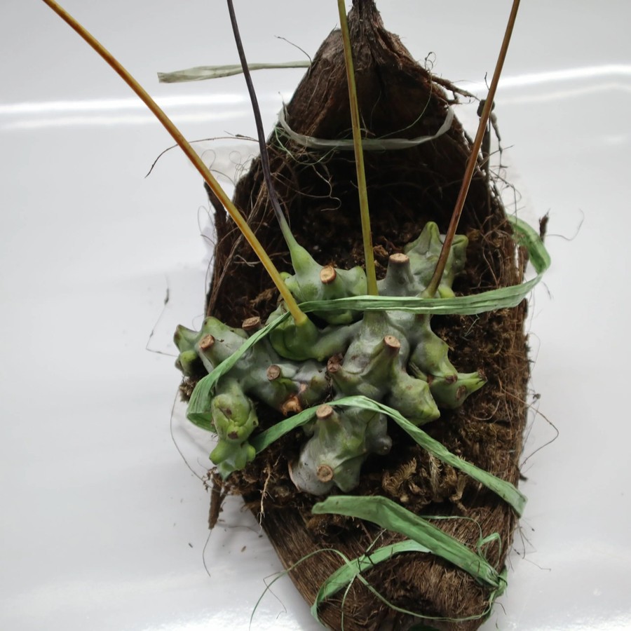 Tanaman Endemik Lecanopteris Deparioides - Tanaman Endemik Indonesia