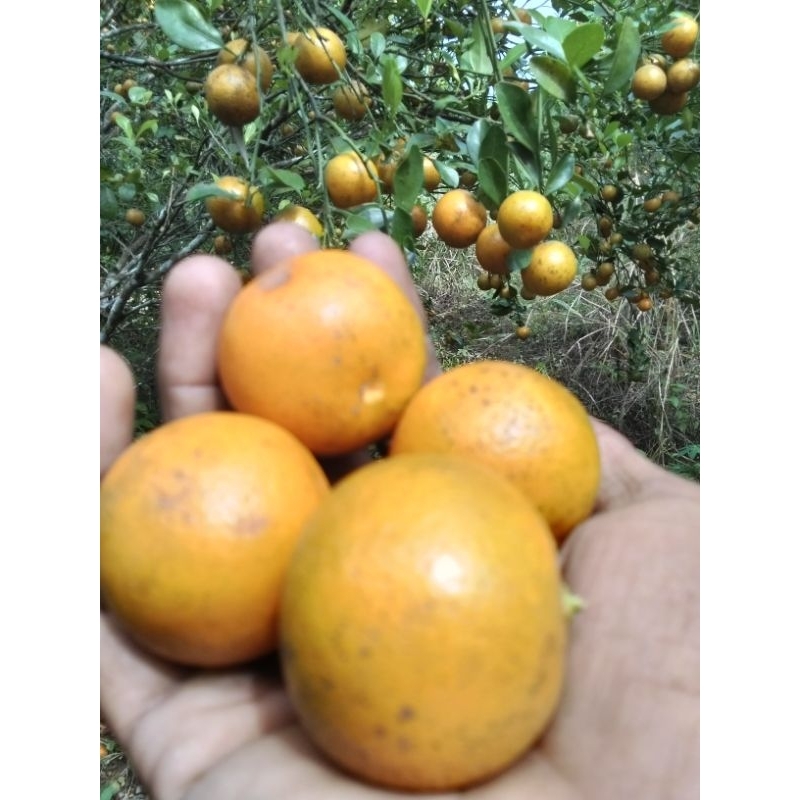 

2kg jeruk songkit matang/jeruk kasturi