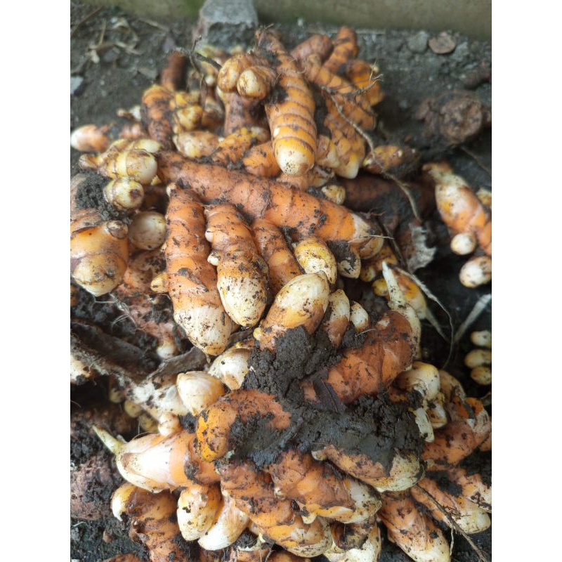 

kunyit segar/kuning 1kg