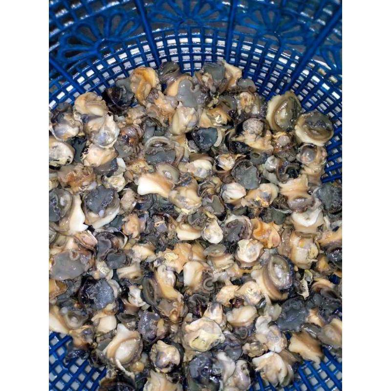 

Daging KEONG SAWAH - Kolll - gondang